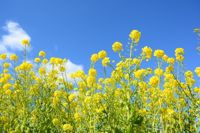 菜の花の写真